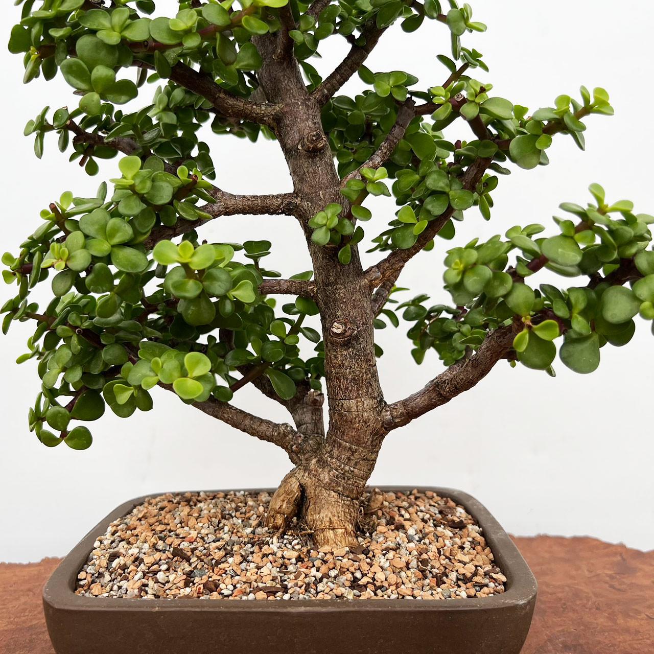 Jade Plant